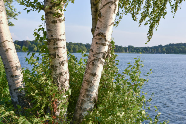 湖景桦木图片下载