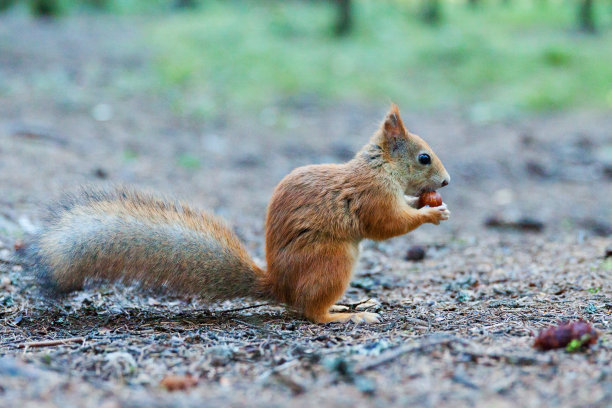 松鼠正在吃榛子。侧视图图片下载