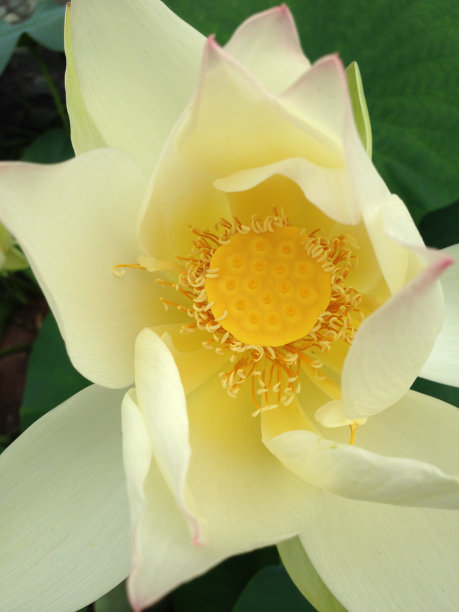 哈苏，一朵荷花图片下载