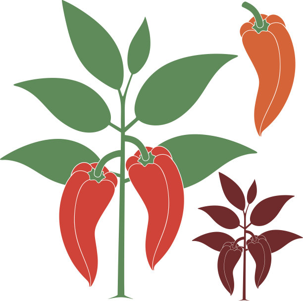 甜辣椒图片下载