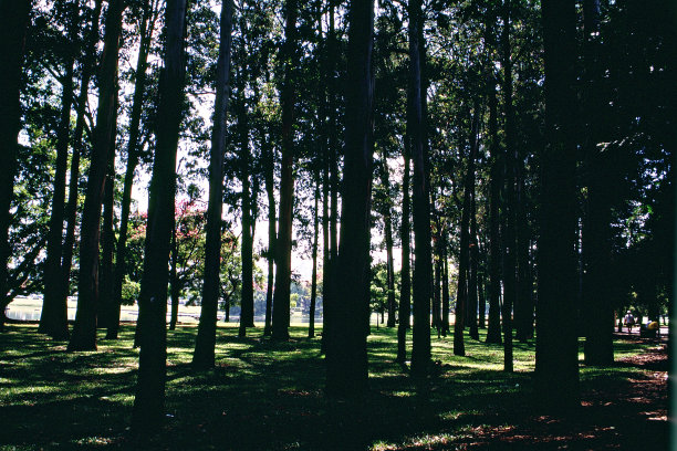 桉树林图片下载