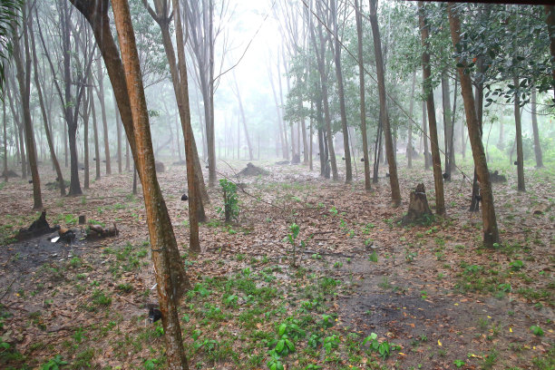 橡胶植物图片下载