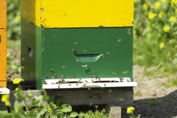 蜂箱上的蜜蜂图片下载