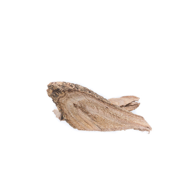 干香草，Derris scandens (Roxb.)Benth,蝶形花图片下载