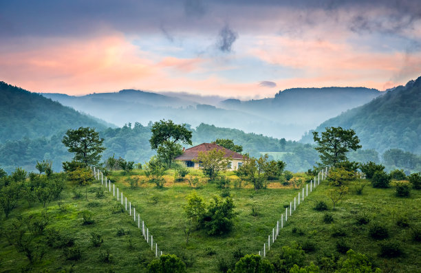 雾蒙蒙的森林图片下载
