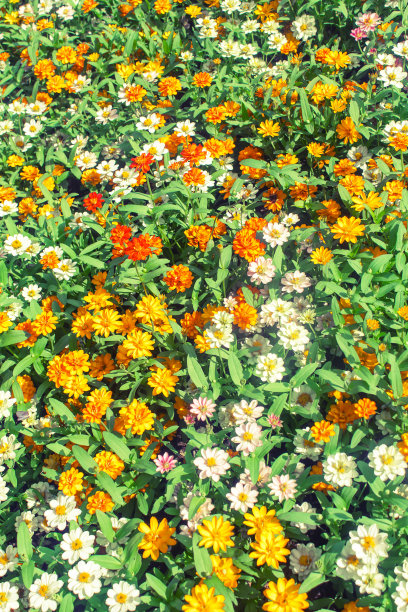 黄色和白色的小花图片下载