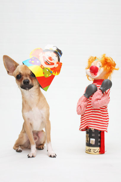 滑稽的狗戴着帽子和小丑图片下载