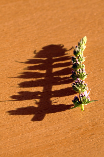 薄荷花和它更高的影子图片下载