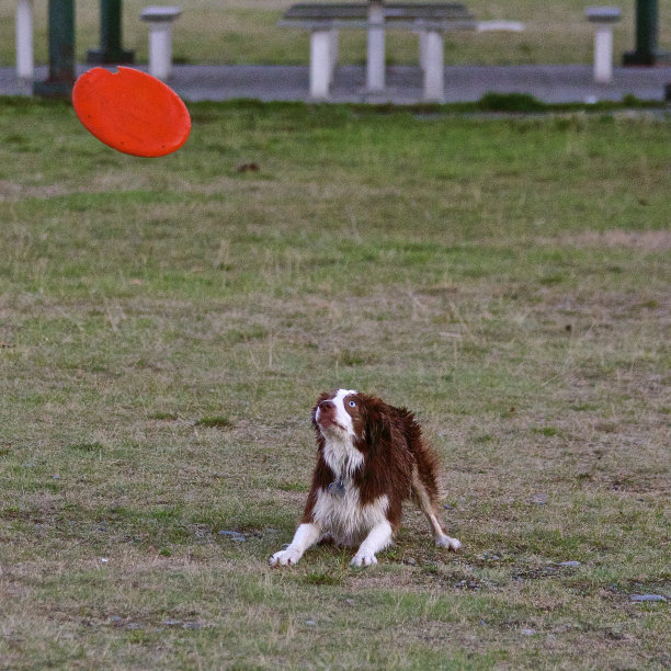 传入的图片下载
