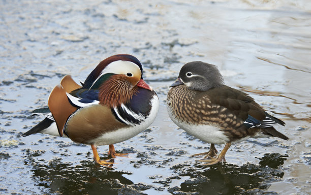 爱在冰上图片下载