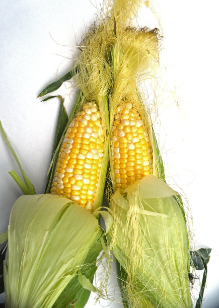 玉米图片下载
