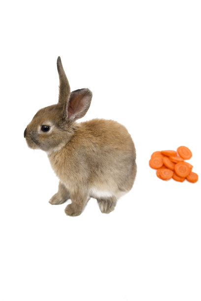 兔子的胡萝卜图片下载