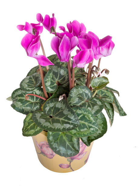 亮粉红色仙客来植物，花孤立在白色。图片下载