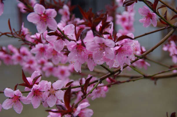 的桃花图片下载
