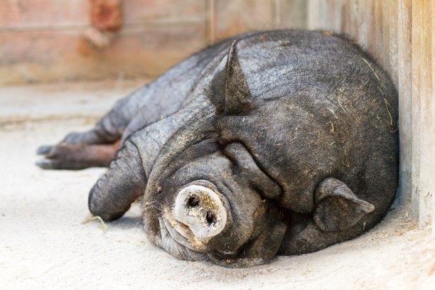 懒惰的猪图片下载