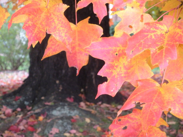 火枫树在秋天图片下载