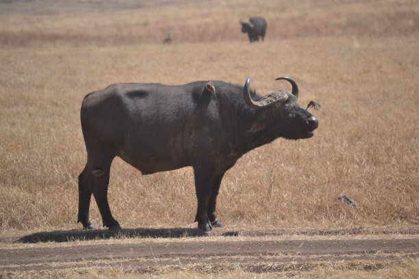 塞伦盖蒂平原的非洲水牛图片下载