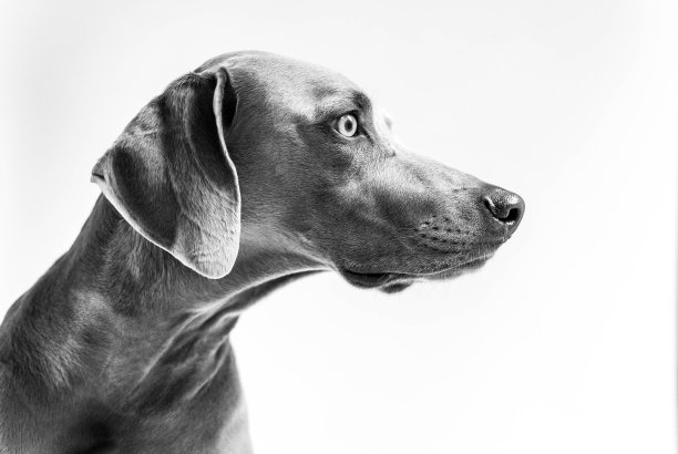 魏玛猎狗图片下载