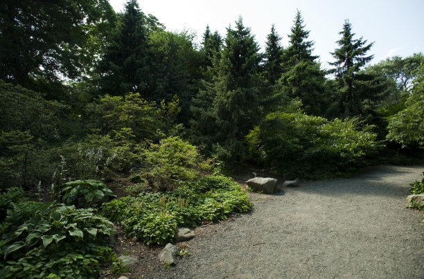 公园的树木和土路图片下载