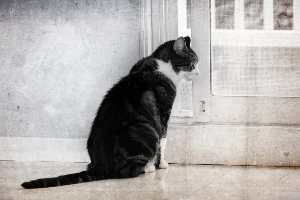 悲伤的家猫看着窗外，背景是Grunge图片下载