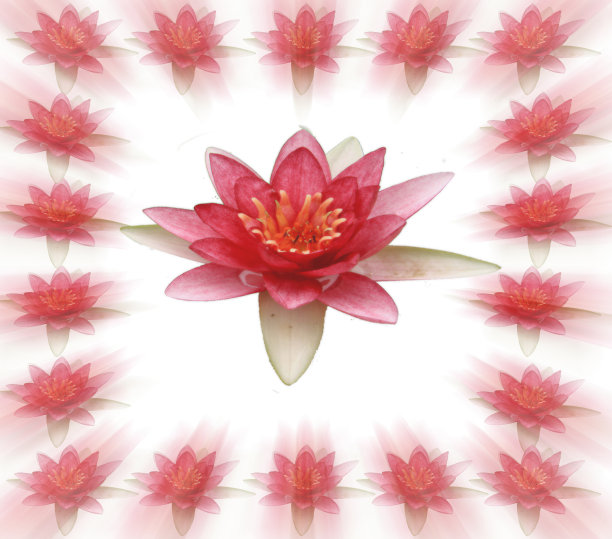 荷花图片复古风格孤立在白色的背景图片下载