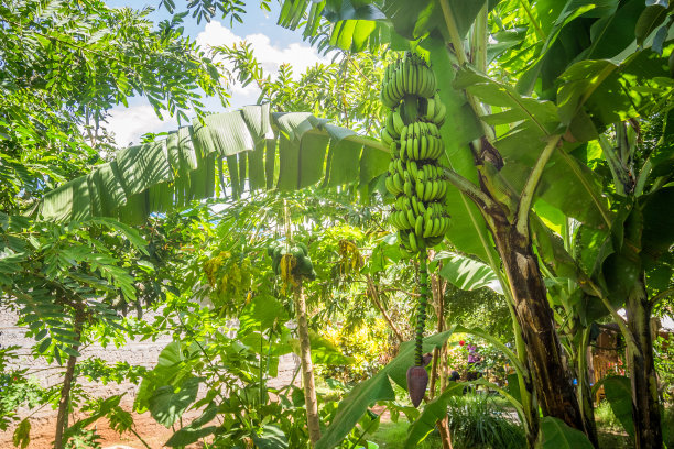 种植园里的巨型卡文迪什香蕉图片下载