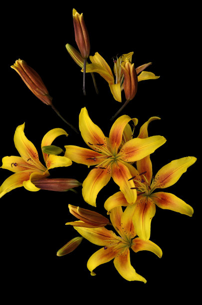 黄色的百合花图片下载