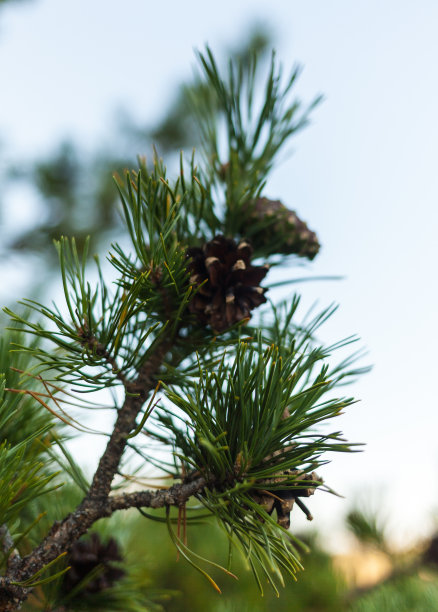绿色的植物，蜘蛛网，有趣的形状完美的背景图片下载