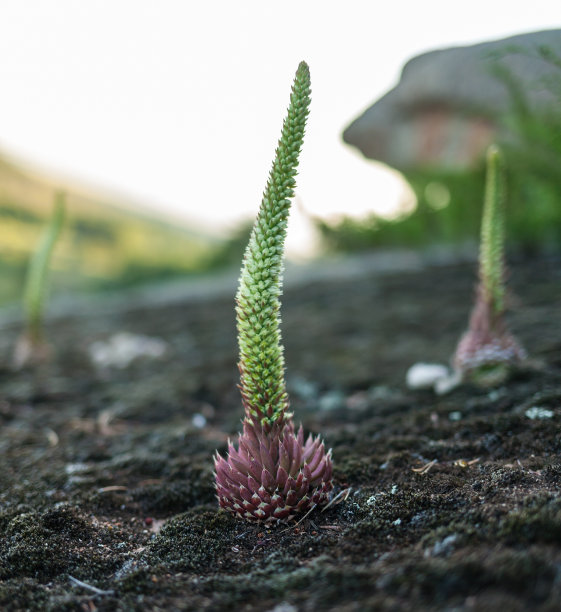 绿色的植物，蜘蛛网，有趣的形状完美的背景图片下载