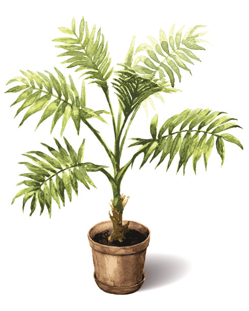 室内植物。图片下载