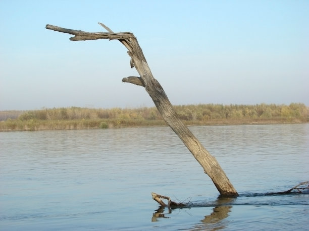 多瑙河上的树木图片下载