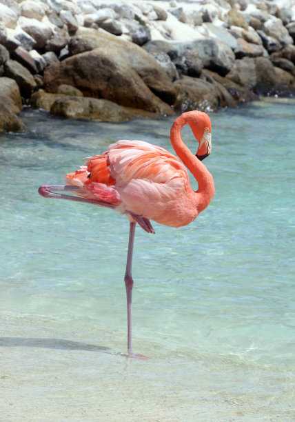 粉红色的火烈鸟在休息素材图片