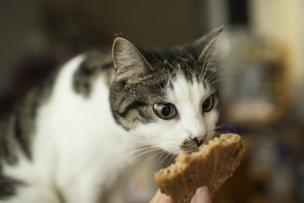 家猫想要一块饼干图片下载