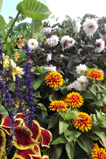 阳光和鲜花图片下载