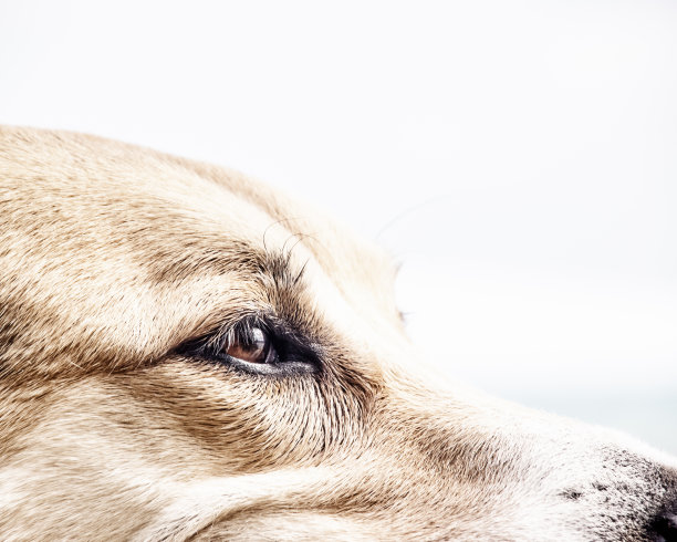 狗脸细节，特写图片下载