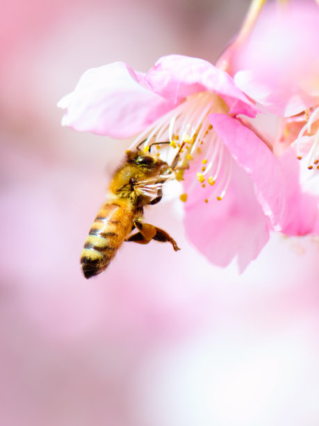 蜜蜂在樱花上授粉图片下载
