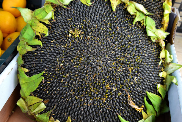 带种子的向日葵在农贸市场出售图片下载