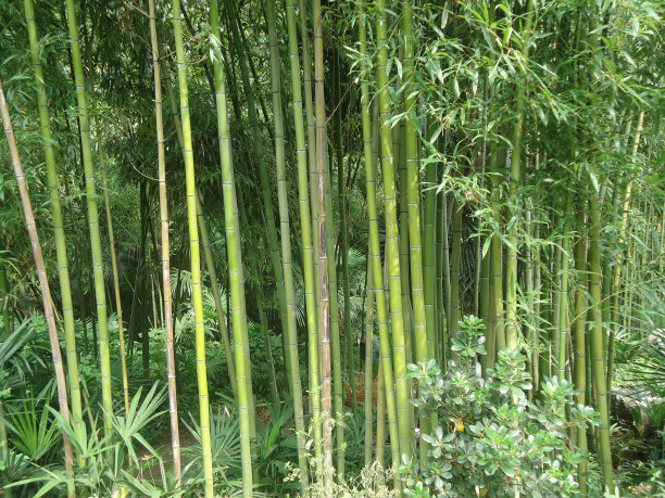 竹林扬州图片下载