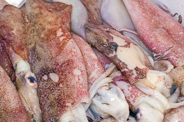 来自希腊爱琴海的新鲜生鱿鱼图片下载