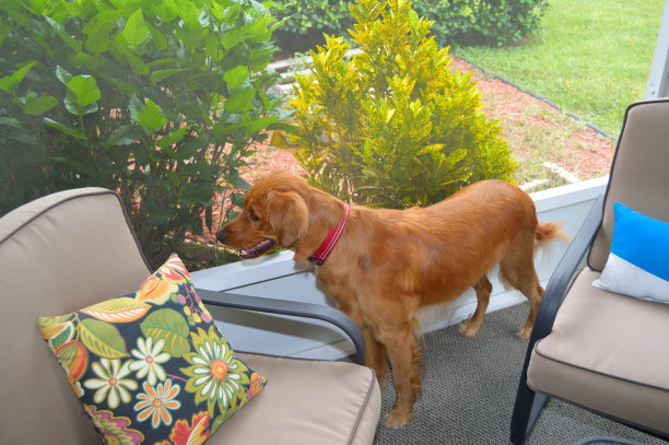 天井上的金毛猎犬图片下载