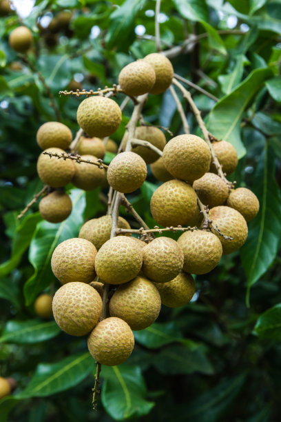 龙眼在绿色的树上。图片下载