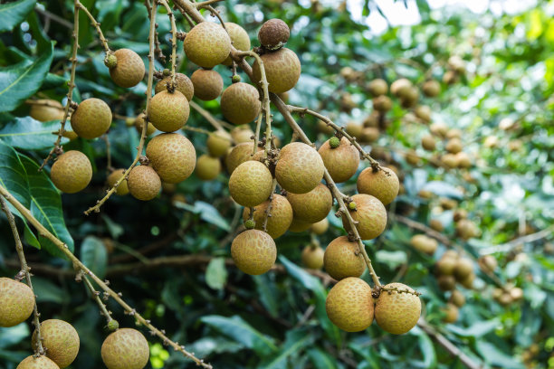 龙眼在绿色的树上。图片下载
