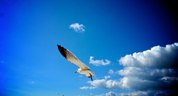 海鸥在飞图片下载
