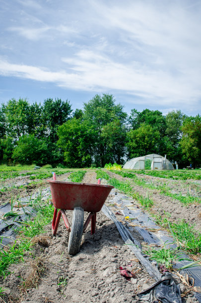 农场里的独轮车图片下载