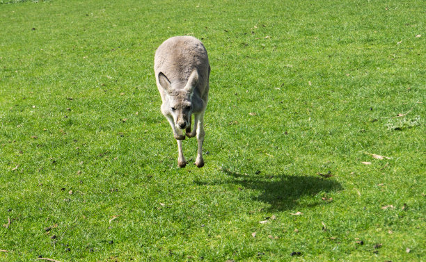 袋鼠跳图片下载
