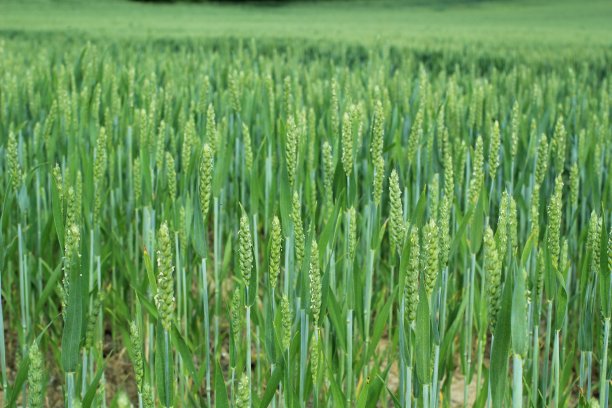 绿色的小麦图片下载