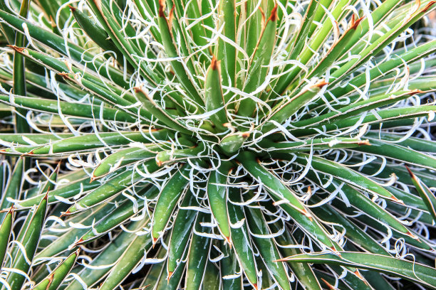 龙舌兰图片下载