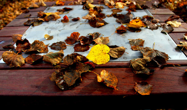 桌上铺满了五颜六色的落叶图片下载