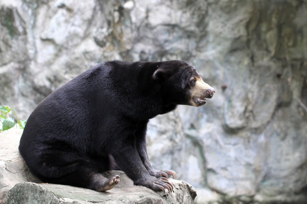 亚洲黑熊