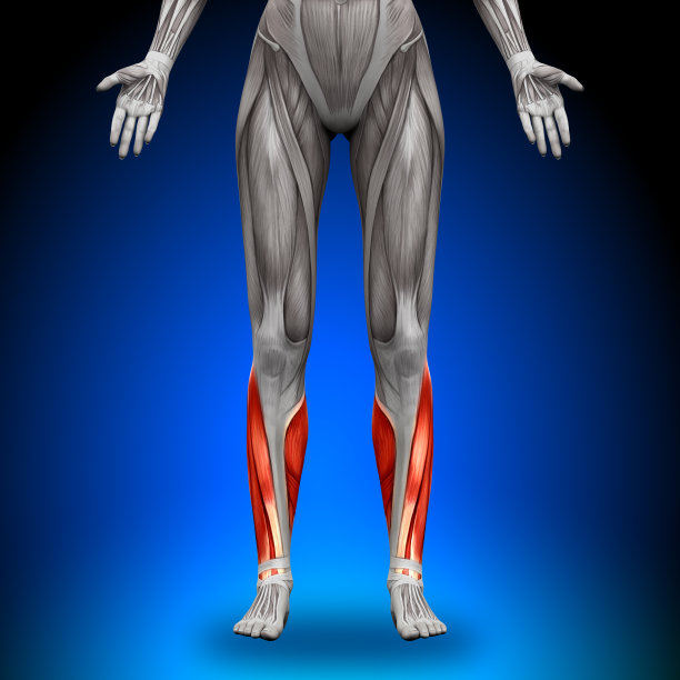 小腿-女性解剖学肌肉图片下载